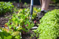 Weeding between lines of salad leaves in a vegetable patch with a hoe