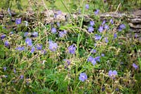 Meadow Cranesbill by a dry stone wall in Gloucestershire. Geranium pratense