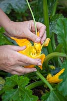 Using a male courgette flower to ensure pollinatation of a female flower in cool weather