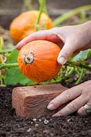 Raising a pumpkin onto a brick to avoid risk of rotting