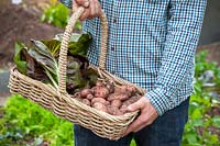 Harvesting potatoes and chicory into a basket. Potato 'Sarpo Mira'