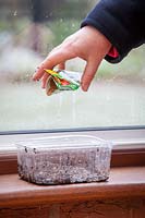 Sowing microgreens on a window ledge