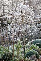 Frosted fennel seedheads in winter. Foeniculum vulgare