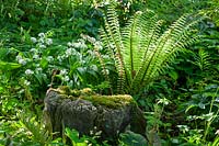 Dryopteris wallichiana AGM, Wallich's wood fern growing in the woodland area at Glebe Cottage with a mossy tree stump and Allium ursinum - Wild garlic, Ramsons.