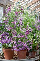 Pot display of Schizanthus in the glasshouse at Parham House. Butterfly flower, Fringeflower, Poor-man's-orchid