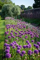 The allium festival bulb trial at Parham House and Gardens, West Sussex