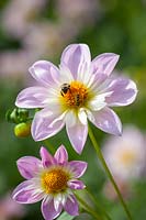 Dahlia 'Teesbrooke Audrey' with bee and hoverfly