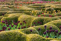 Clipped parterre planted with flowering Tulipa at Broughton Grange, Oxfordshire. 

