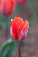 Tulipa 'Hermitage'