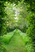 Grass path with Cow parsley, White poplars - Populus 'Alba' and clipped topiary yews, 