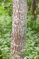 Bark of a white poplar - Populus 'Alba' and cow parsley, Herefordshire.