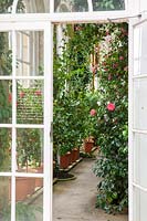 View through door into historic glasshouse housing camellias
