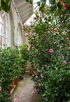 Glasshouse with camellias 
