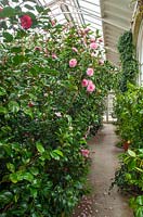 Inside glasshouse with camellias such as Camellia x williamsii 
