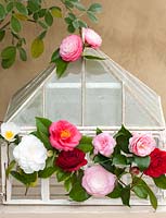 Camellia flowers arranged on mini-cloche to show the variety of forms and colours