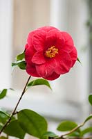 Camellia japonica 'Mars', a large semi-double
 flower