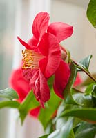 Camellia japonica 'Mars', profile of large semi-double flower
