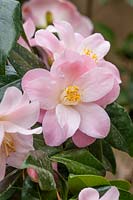Camellia japonica 'Berenice Boddy', a semi-double with light pink flowers, sometimes streaked white
