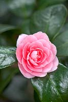 Camellia japonica 'Betty Sheffield', peony-type flower, colour varies white with pink

