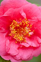 Camellia japonica 'Guest of Honour', semi-double, large flowers
