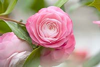 Camellia japonica 'Desire', double-flowered pale pink centre
deepening pink towards the edges