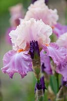 Iris 'Sweet Musette' - bearded iris