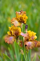 Iris 'Dude Ranch' bearded iris