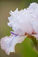 Bearded Iris 'Power Point'