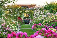 Rosa - roses in summer in double beds either side of a grass path and
 climbing over pergolas 