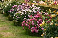 Rosa - David Austin roses, shrub roses grown alongside clipped Taxus baccata - yew hedge
plus Buxus - box edging
