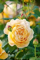 Rosa Golden Celebration - 'Ausgold'

