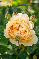 Rosa Golden Celebration - 'Ausgold'