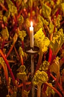 Candlelight providing low light in forcing shed growing forced rhubarb 'Queen Victoria'