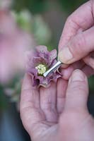 Person using tweezers to extract pollen from double purple spotted hellebore.