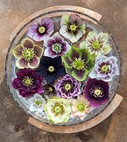 Overview of flowers of various Helleborus x hybridus floating in a bowl of water. 
