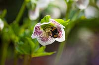 Bee on  Helleborus x hybridus flower. 

