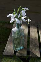 Snowdrops in a vintage glass bottle, outside on wooden table