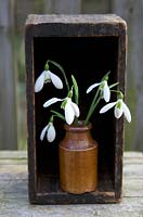 Galanthus, Snowdrops, in small brown pot and wooden box.