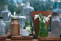 Galanthus, Snowdrops, on greenhouse shelf with vintage bottles and jars and plant pots. 