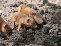 Tamworth piglets are fed on garden green waste.