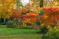 A autumnal border of shrubs and trees including Acer palmatum 'Seiryu', Betula nigra and Prunus 'Fugenzo'.
