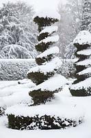 Snow covered Taxus baccata and Yew spirals