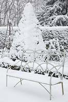 Metal bench and snow covered Taxus baccata - Yew pyramid.