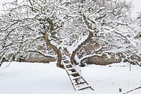 An old orchard ladder leans into a gnarled snow covered Apple tree in the orchard. 