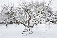 An old orchard ladder leans into a gnarled snow covered Apple tree in the orchard. 