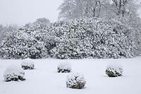 Snow covered Buxus sempervirens - Box - balls backed by rhododendrons.