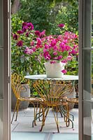 A ceramic pot of Cosmos bipinnatus 'Dazzler' on metal table and chairs in town house garden, Notting Hill, London.