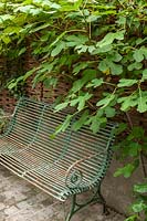 A metal garden bench in front of a fruiting fig plant. 
