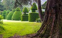 Clipped Taxus baccata - Yew - topiary, Askham Hall, near Penrith, Cumbria, UK