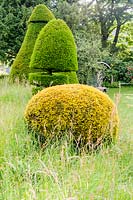 Clipped Taxus baccata - Yew - topiary at Askham Hall, near Penrith, Cumbria. 



